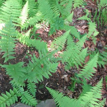 Dryopteris clintoniana