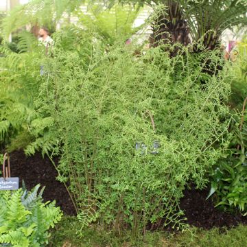 Dryopteris filix-mas Linearis Polydactyla - Felce maschio