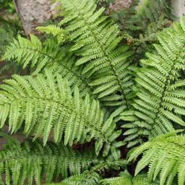 Dryopteris kuratae