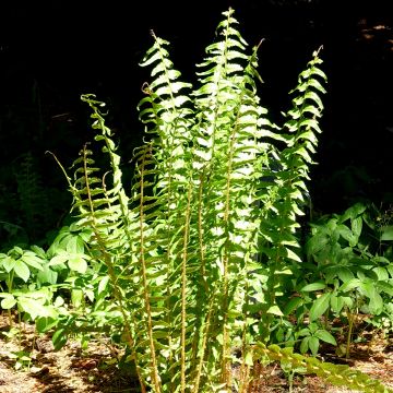 Dryopteris tokyoensis