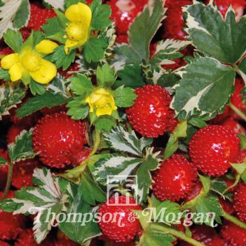 Duchesnea indica Harlequin