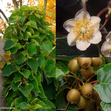 Duo di Kiwi giallo 'Minkigold' femminile e 'Minkimale'