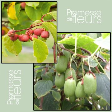 Duo di Kiwi della Siberia 'Ken's Red' (femmina) + 'Issai' (impollinatore)
