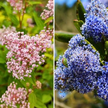 Duo di Ceanothus estivi rustici rosa e blu