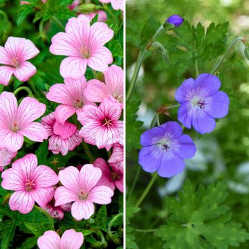 Collezione di 2 Gerani perenni sempre in fiore