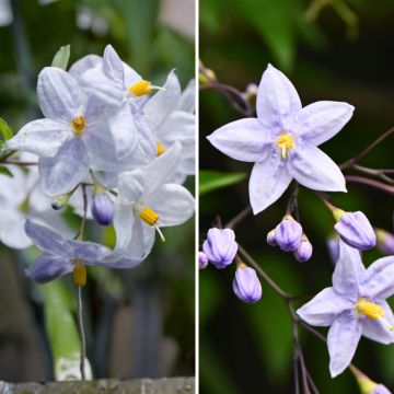 Duo Solanum ornamentali - falso gelsomino