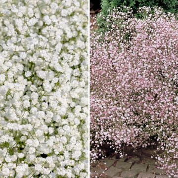 Duo di Veli da sposa bianchi e rosa