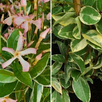 Duo di Gelsomini stellati con fogliame variegato