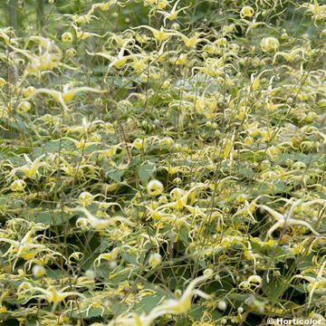 Epimedium rhizomatosum