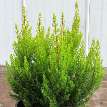Erica arborea Estrella Gold