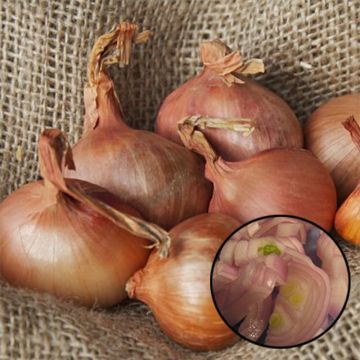 Scalogno Golden Gourmet