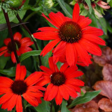 Echinacea Kismet Red