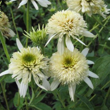 Echinacea purpurea Mozarella