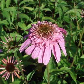 Echinacea purpurea Secret Romance