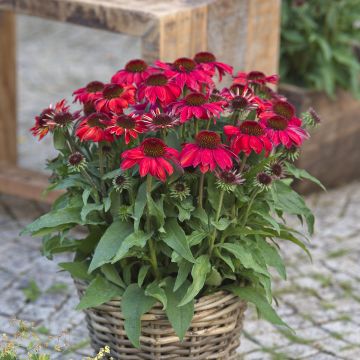 Echinacea purpurea Sun Magic Vintage Ruby