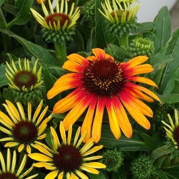 Echinacea purpurea SunSeekers Tequila Sunrise