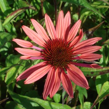 Echinacea Sunset
