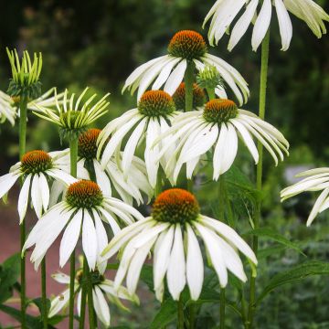 Echinacea purpurea White Swan BIO (semi)
