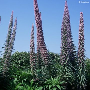 Echium pininana - Viperina