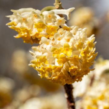 Edgeworthia chrysantha Grandiflora - Bastone di san Giuseppe