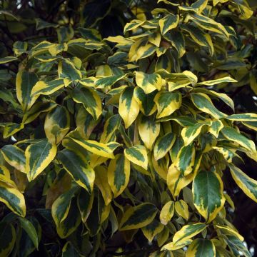 Elaeagnus ebbingei Gilt Edge - Eleagno