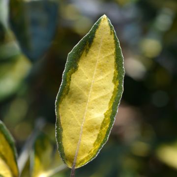 Elaeagnus ebbingei Limelight - Eleagno