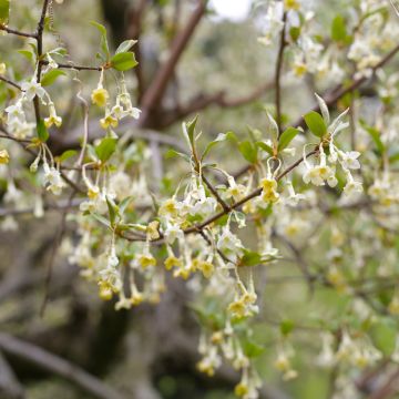 Elaeagnus multiflora - Goumi del Giappone