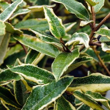 Elaeagnus pungens Hosuba Fukurin - Olivagno pungente