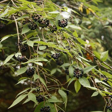 Eleutherococcus setchuenensis - Eleuterococco