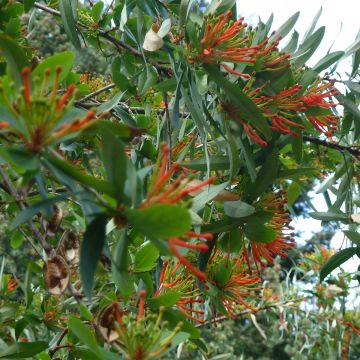 Embothrium coccineum - Albero del fuoco del Cile