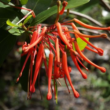 Embothrium coccineum var. lanceolatum