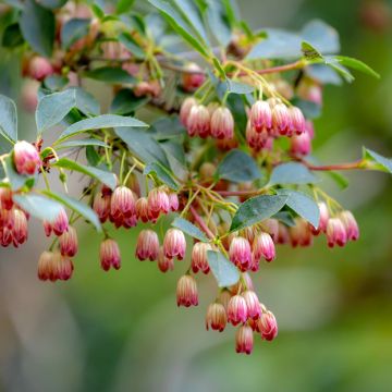 Enkianthus campanulatus