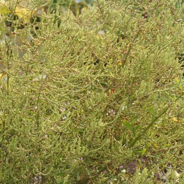 Chenopodium ambrosioides - Farinello aromatico