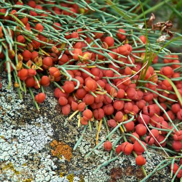 Ephedra minima - Efedra