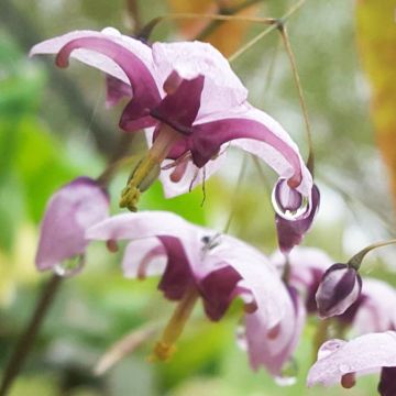 Epimedium Kaguyahime