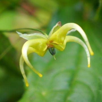 Epimedium chlorandrum