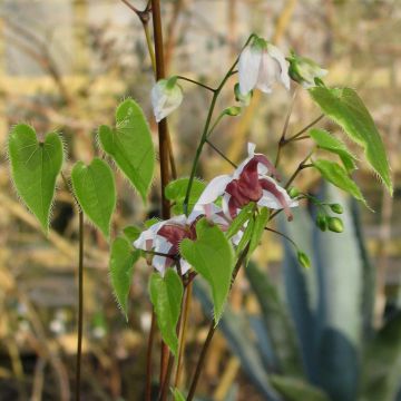 Epimedium epsteinii