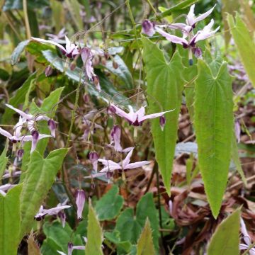 Epimedium fargesii