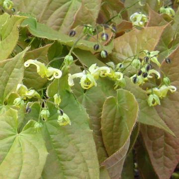 Epimedium francheti Brimstone Butterfly