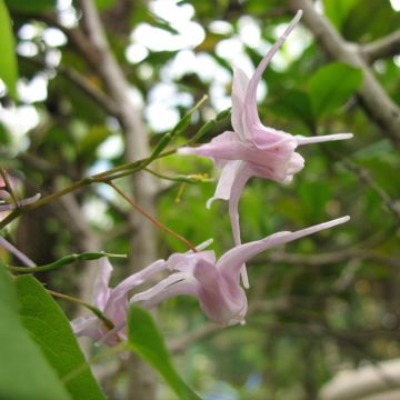 Epimedium grandiflorum f. violaceum F. Violaceum