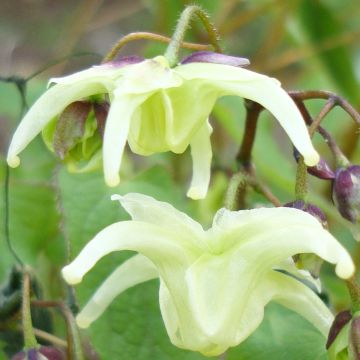 Epimedium grandiflorum subsp. koreanum La Rocaille
