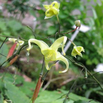 Epimedium ilicifolium