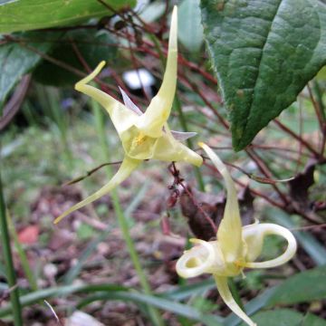 Epimedium membranaceum