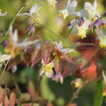 Epimedium Cupreum