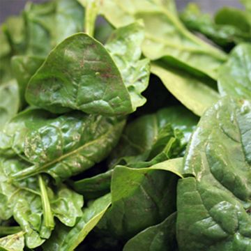 Spinacio Lombardia F1