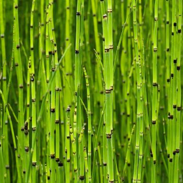 Equisetum camtschatcense - Equiseto