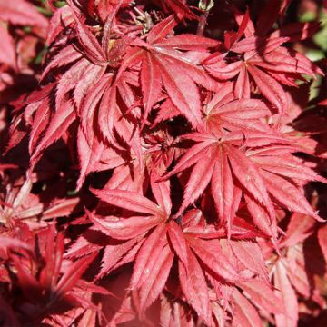 Acer palmatum Brandt’s Dwarf - Acero giapponese