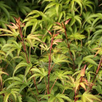 Acer palmatum Sharp's Pygmy - Acero giapponese