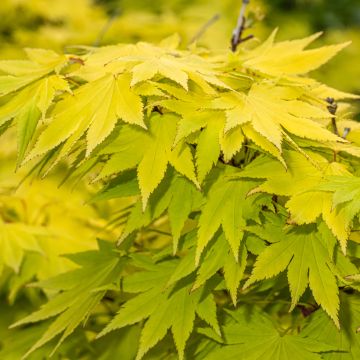 Acer shirasawanum Jordan - Acero giapponese