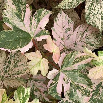 Acer pseudoplatanus Eskimo Sunset